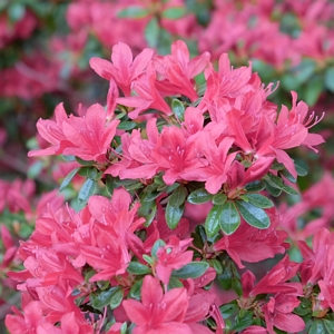 Azalea President Clay